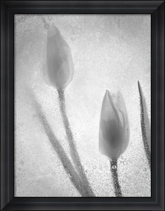 Framed Tulipanes Blancos 32 BN-2 Print