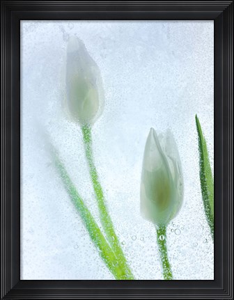 Framed Tulipanes Blancos 32 BN Print