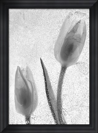 Framed Tulipanes Blancos 33-2 Print
