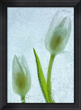Framed Tulipanes Blancos 33 Print