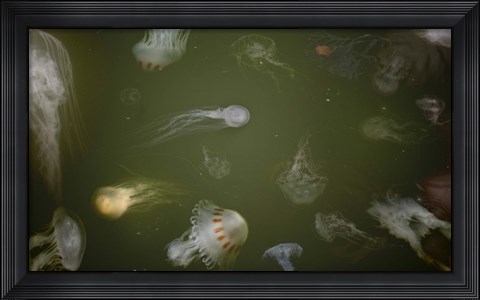 Framed Medusae Print