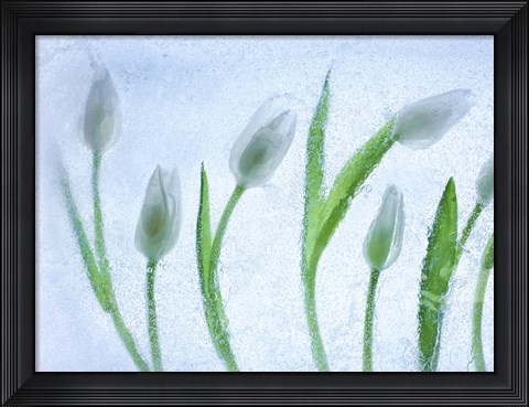 Framed Tulipanes Blancos 29 Print