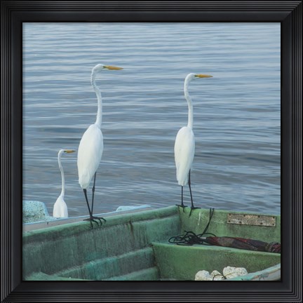 Framed Garzas-3-2 Print