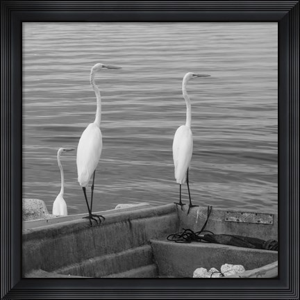 Framed Garzas-3 Print