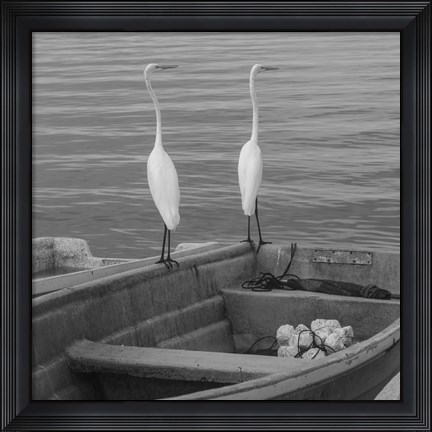 Framed Garzas-4 Print