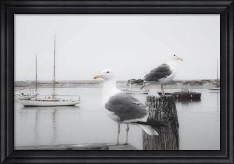 Framed Two Seagulls &amp; Boats Print