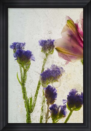 Framed Flores en Hielo VIII Print