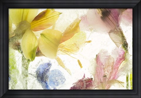 Framed Flores en Hielo IX Print