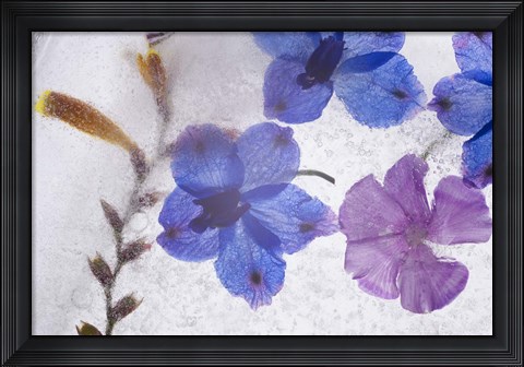 Framed Flores en Hielo X Print
