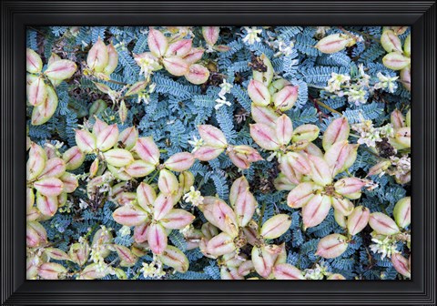 Framed Flores Silvestres Print