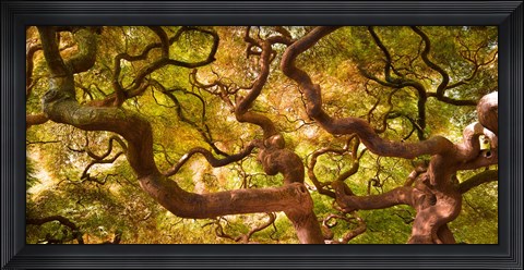 Framed Japanese Maple 1 Print