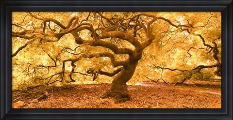 Framed Japanese Maple 2 Print