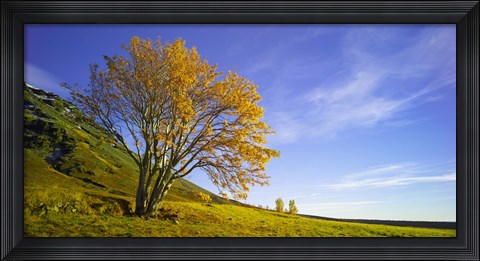 Framed Yellow Tree Print