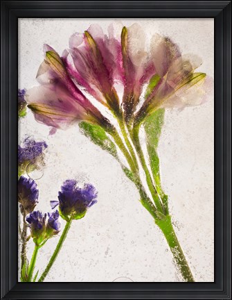 Framed Flores en Hielo V Print