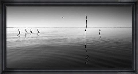 Framed 4 Herons Print