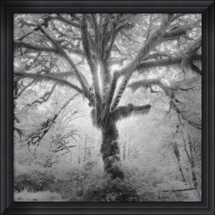 Framed Lightning Tree II Print