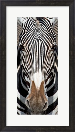 Framed Grevey&#39;s Zebra, Samburu National Reserve, Kenya Print