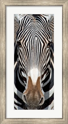 Framed Grevey&#39;s Zebra, Samburu National Reserve, Kenya Print