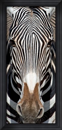 Framed Grevey&#39;s Zebra, Samburu National Reserve, Kenya Print