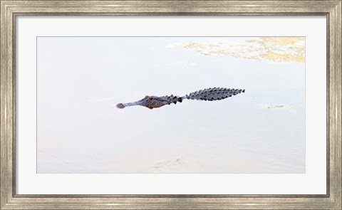 Framed Crocodile in a pond, Boynton Beach, Florida, USA Print