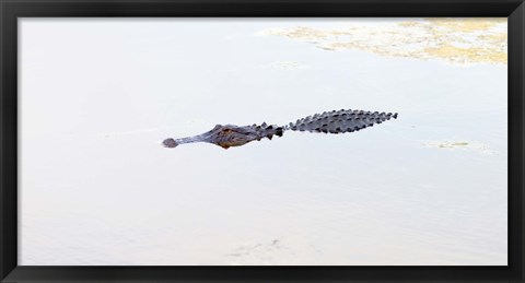 Framed Crocodile in a pond, Boynton Beach, Florida, USA Print