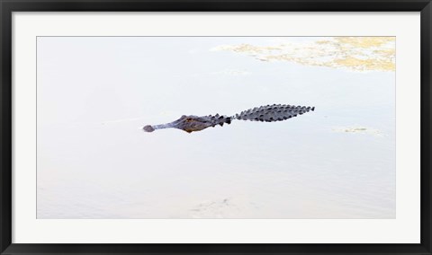 Framed Crocodile in a pond, Boynton Beach, Florida, USA Print