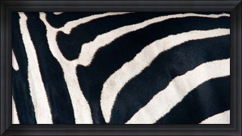 Framed Zebra stripes Print