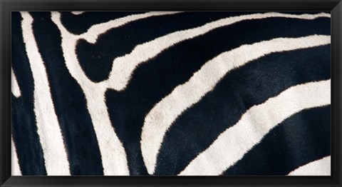 Framed Zebra stripes Print