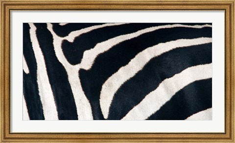 Framed Zebra stripes Print