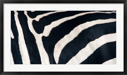 Framed Zebra stripes Print