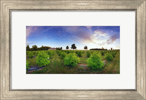 Framed Elderberry field, Quebec, Canada Print