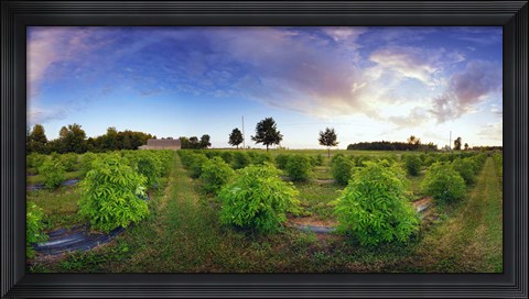 Framed Elderberry field, Quebec, Canada Print