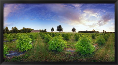 Framed Elderberry field, Quebec, Canada Print