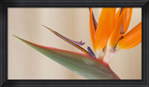 Framed Strelitzia in bloom, California Print