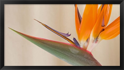 Framed Strelitzia in bloom, California Print