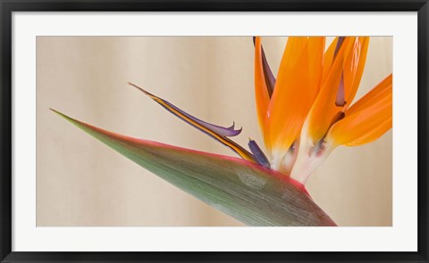 Framed Strelitzia in bloom, California Print