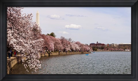 Framed Cherry Blossom trees in the Tidal Basin with the Washington Monument in the background, Washington DC, USA Print