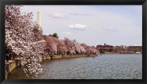 Framed Cherry Blossom trees in the Tidal Basin with the Washington Monument in the background, Washington DC, USA Print