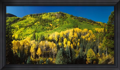 Framed Aspen trees on mountain, Sunshine Mesa, Wilson Mesa, South Fork Road, Uncompahgre National Forest, Colorado, USA Print