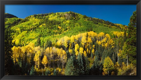 Framed Aspen trees on mountain, Sunshine Mesa, Wilson Mesa, South Fork Road, Uncompahgre National Forest, Colorado, USA Print