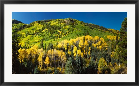 Framed Aspen trees on mountain, Sunshine Mesa, Wilson Mesa, South Fork Road, Uncompahgre National Forest, Colorado, USA Print