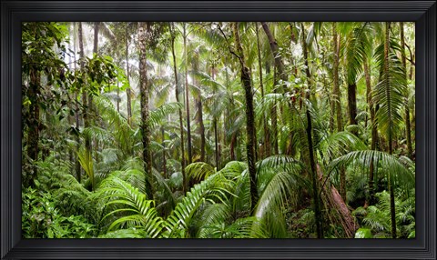 Framed Trees in tropical rainforest, Eungella National Park, Mackay, Queensland, Australia Print