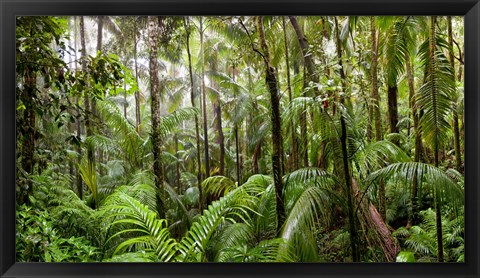 Framed Trees in tropical rainforest, Eungella National Park, Mackay, Queensland, Australia Print