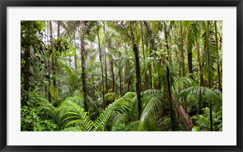 Framed Trees in tropical rainforest, Eungella National Park, Mackay, Queensland, Australia Print