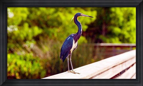Framed Close-up of an blue egret, Boynton Beach, Florida, USA Print