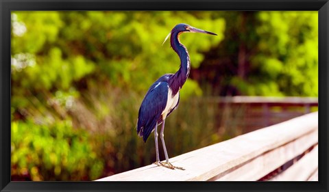 Framed Close-up of an blue egret, Boynton Beach, Florida, USA Print