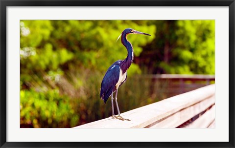 Framed Close-up of an blue egret, Boynton Beach, Florida, USA Print