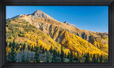 Framed Aspen tree on a mountain, Coal Bank Pass, San Juan National Forest, Colorado, USA Print