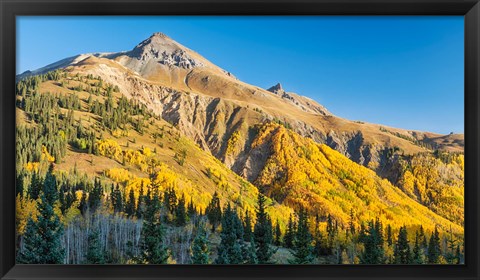 Framed Aspen tree on a mountain, Coal Bank Pass, San Juan National Forest, Colorado, USA Print