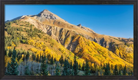 Framed Aspen tree on a mountain, Coal Bank Pass, San Juan National Forest, Colorado, USA Print